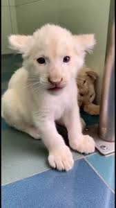 Rare Leopon Born at Golden Canopy Zoo Stuns Experts and Visitors